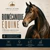 undefined Biomécanique Équine : Comprendre pour Mieux Monter