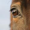 undefined Cheval-facile