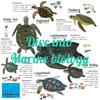 undefined Dive into Marine biology