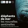 undefined Éléphants de mer, les nouvelles sentinelles - La Rochelle Université