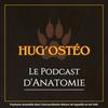 undefined Hug'osteo - Le podcast d'anatomie
