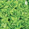 undefined Introduction to Hydroponics By Priyanshu