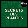 undefined Secrets des Plantes