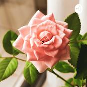 Podcast A Cor Rosa
