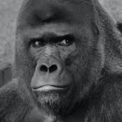 Podcast Alonzo Wilson