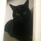 Podcast Black Cat Psychobabble