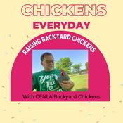Podcast Chickens Every Day