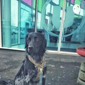 Podcast Éduquer Et socialiser Son chien C'est toute Sa vie