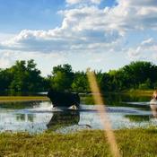 Podcast Everything Working Equitation