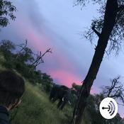 Podcast Groovy tunes