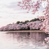 Podcast Homehappinesspeace