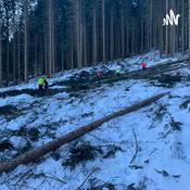 Podcast How to fall a tree