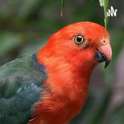 Podcast Islamic Song