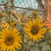 Podcast किस्सागो