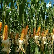 Podcast La Gran Solución Al Peru