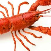 Podcast Lobster Podcast