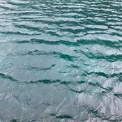 Podcast Mariculture Minute