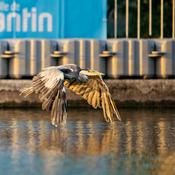Podcast Pantin, un oiseau dans la ville