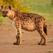 Podcast ThatCanadianaHyena Podcast