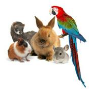 Podcast WILD - PODCAST ANIMALIER #0 - TEASER PRESENTATION EMISSION