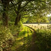 Podcast Pep's Rando GTA