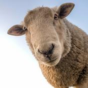 Podcast Revenons à nos moutons !