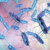 Podcast Salmonella