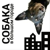 Podcast Собака в большом городе