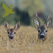 Podcast Tema podcasts