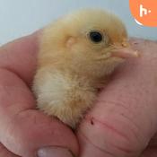 Podcast The Homesteading UK Podcast