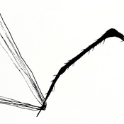 Podcast Toiles et Araignées