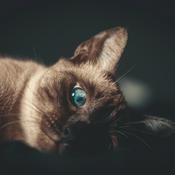 Podcast Un Poco de Poesía