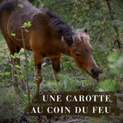 Podcast Une carotte au coin du feu