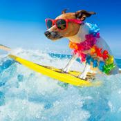 Podcast The Space Coast Pet Podcast