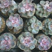 Podcast 为了遇见更好的自己