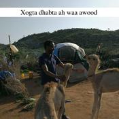 Podcast Xogta dhabta ah waa awood