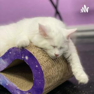 Sleepy Kitty Relaxation