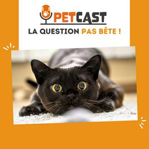 La question pas bête ! 🐾🧐