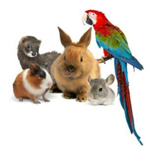 WILD - PODCAST ANIMALIER #0 - TEASER PRESENTATION EMISSION