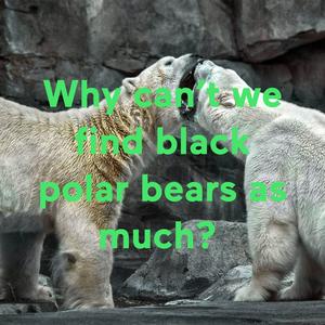Why can’t we find black polar bears as much?